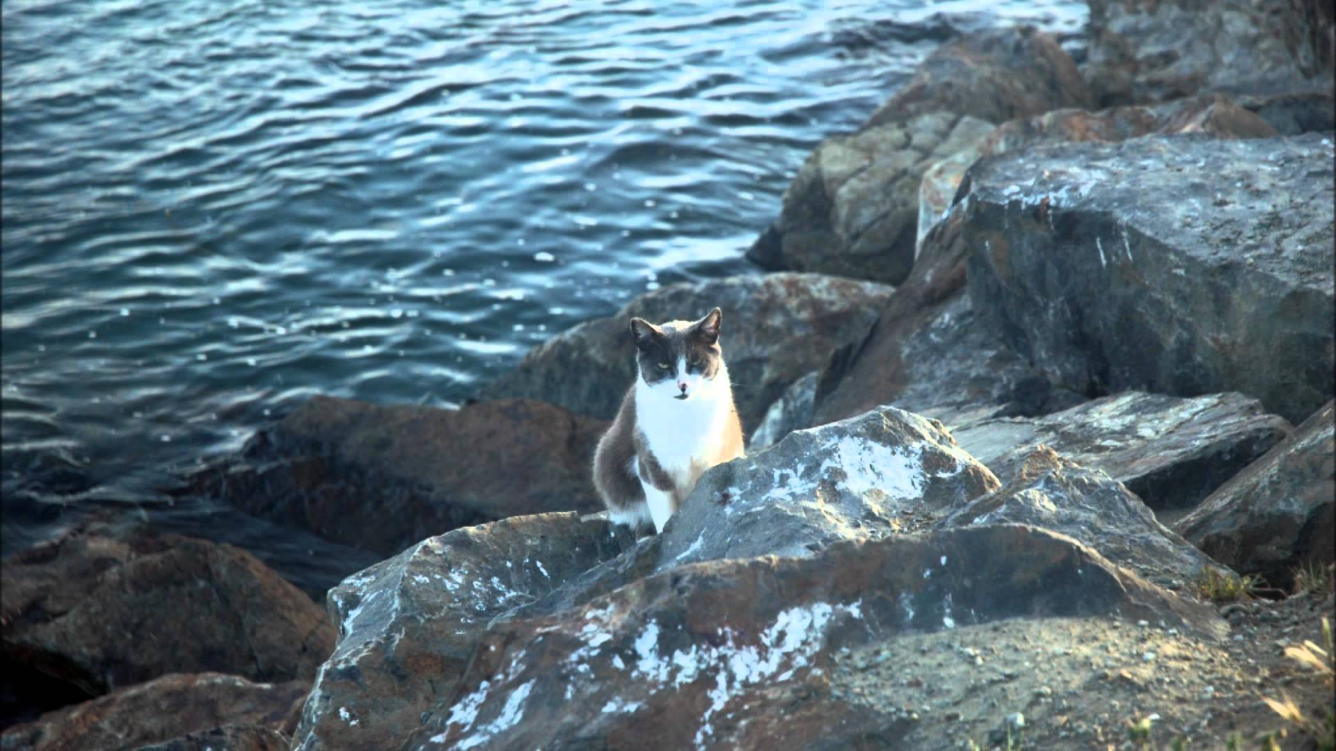 Cats lounging on a jetty as fishing boats unload
