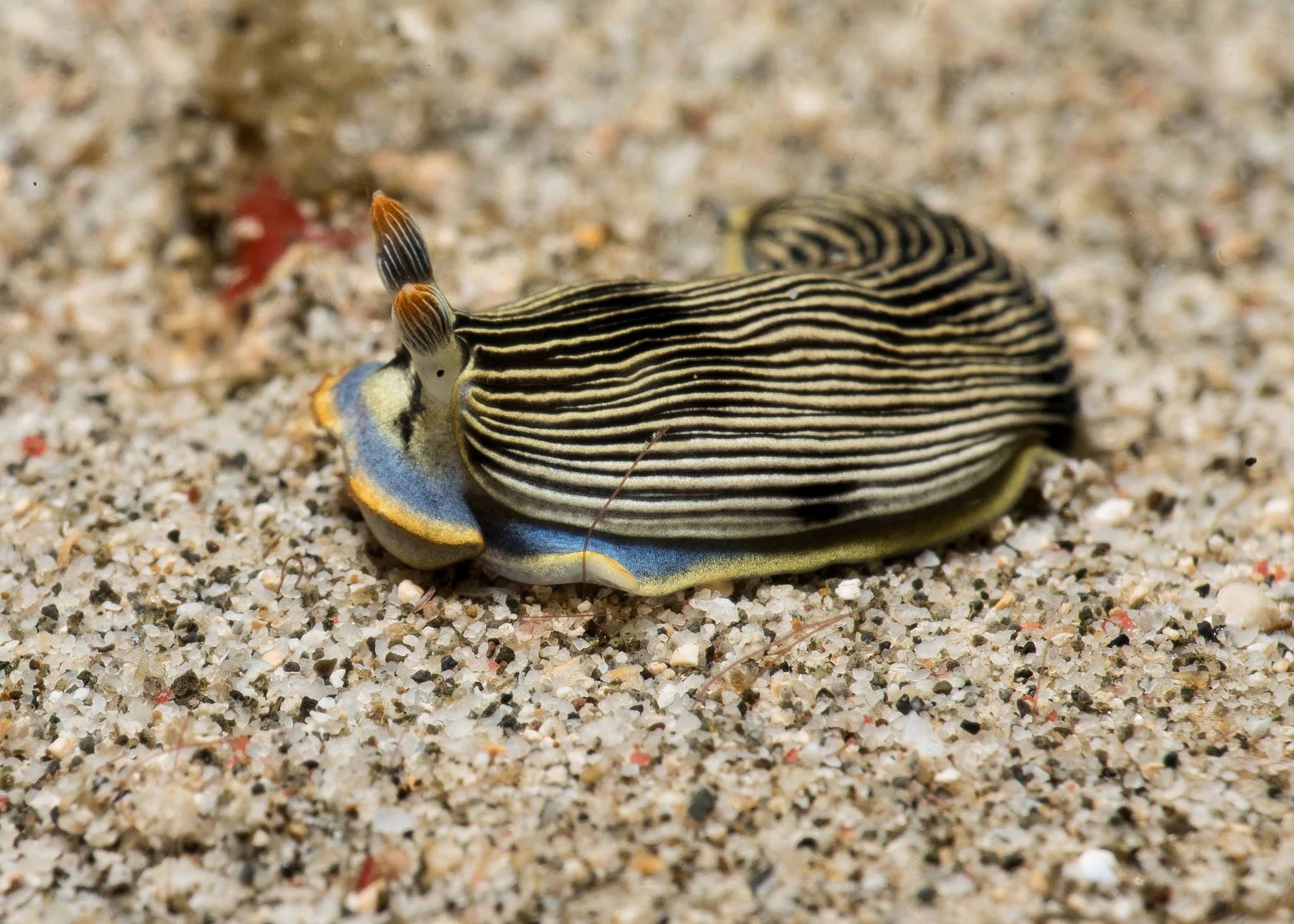 Macro photographer lining up a subject on dark volcanic sand