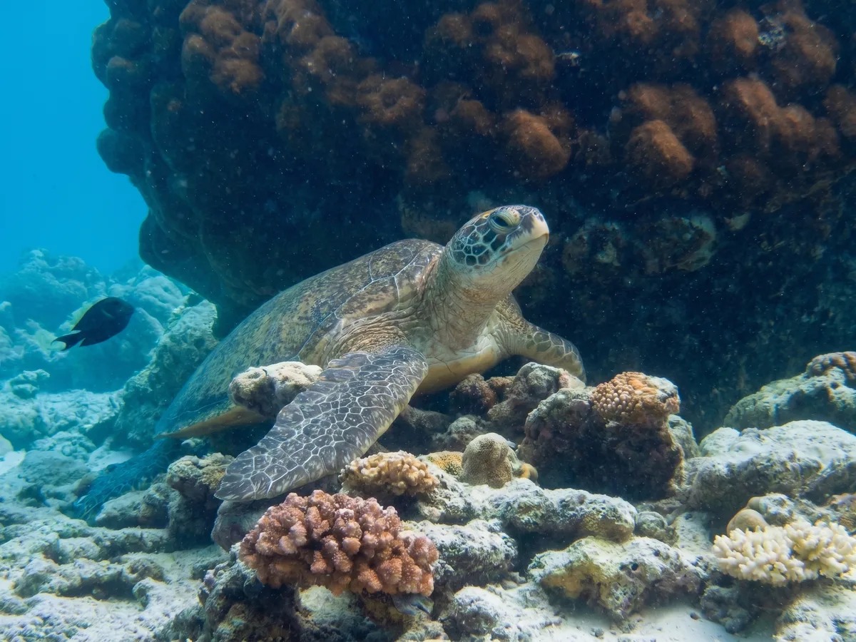 Snorkeller floating over a turtle near the bungalow stilts