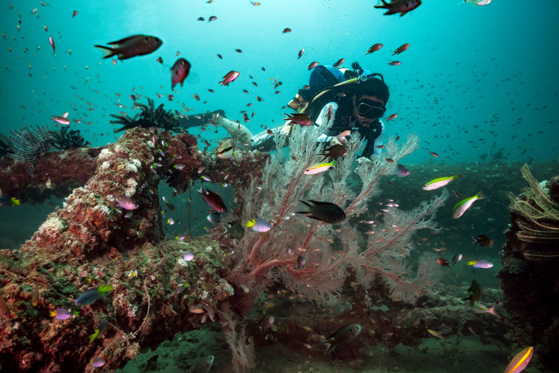 Encrusted artificial reef structure with schooling fish around it