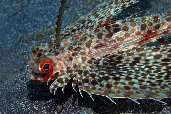 Flying gurnard spreading fins over mottled sand