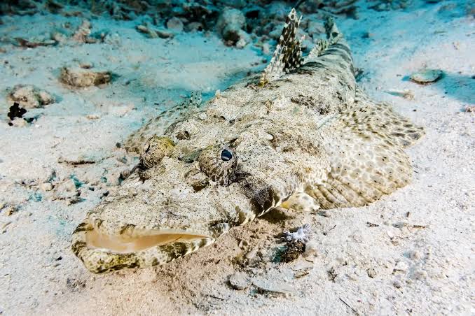 Crocodilefish camouflaged on sand under torchlight