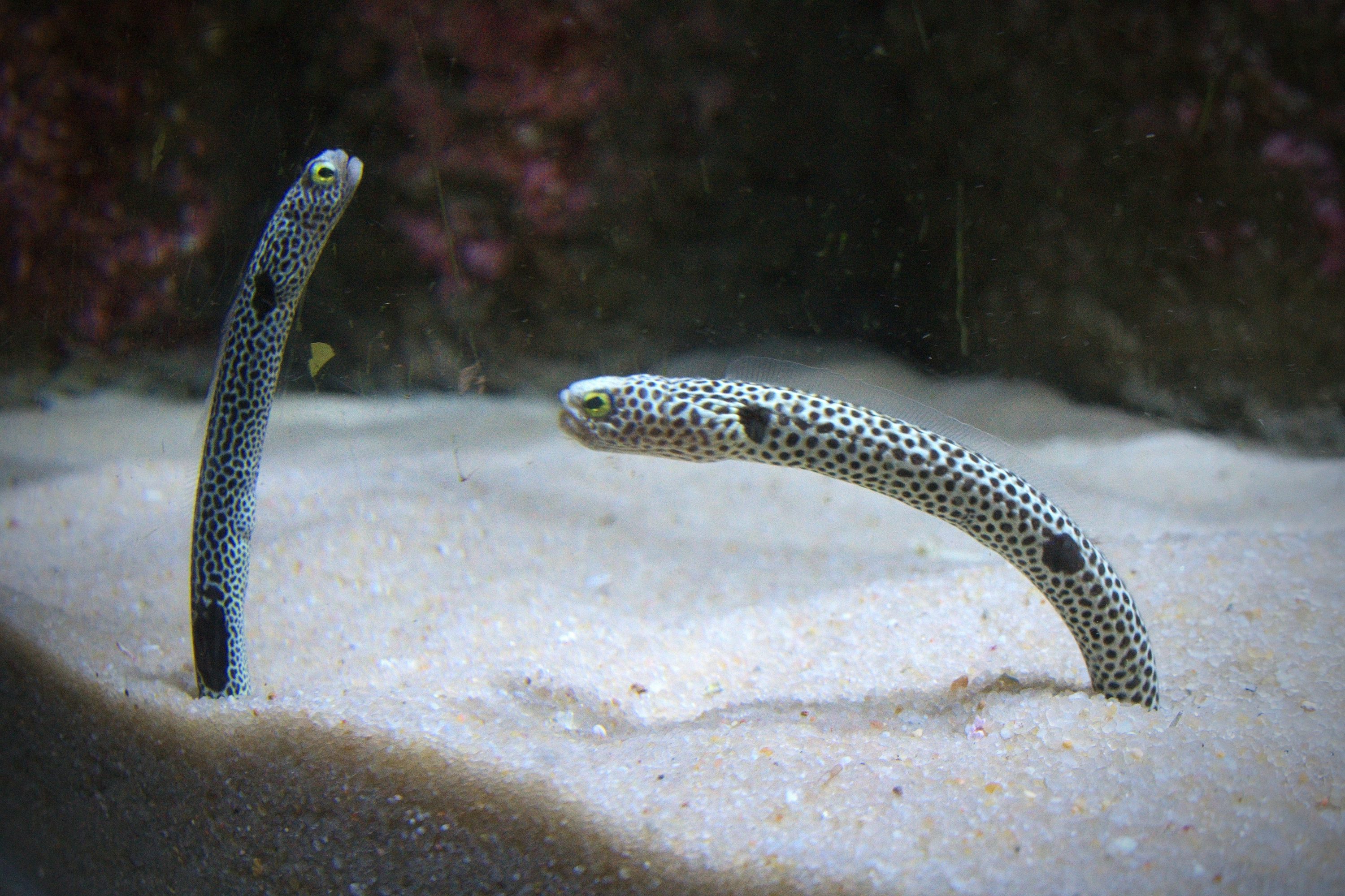 Field of garden eels rising from a sandy plateau