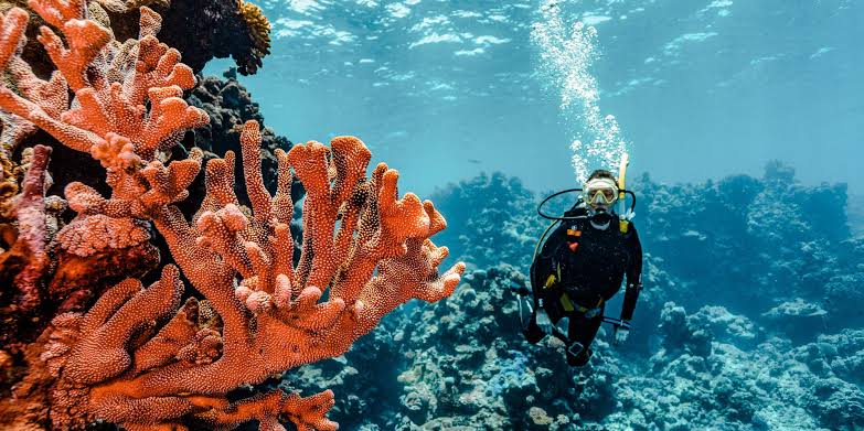 Diver drifting along a sloping reef