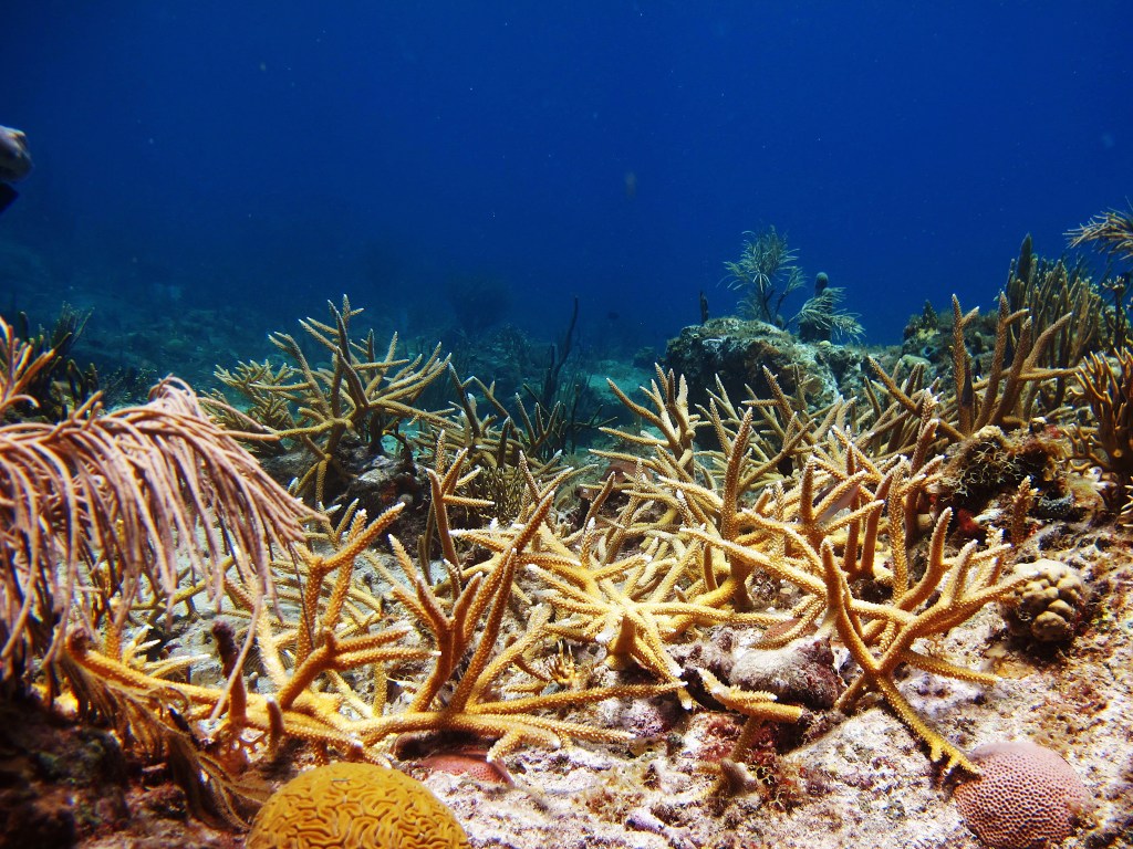 Staghorn coral thicket with small fish sheltering inside