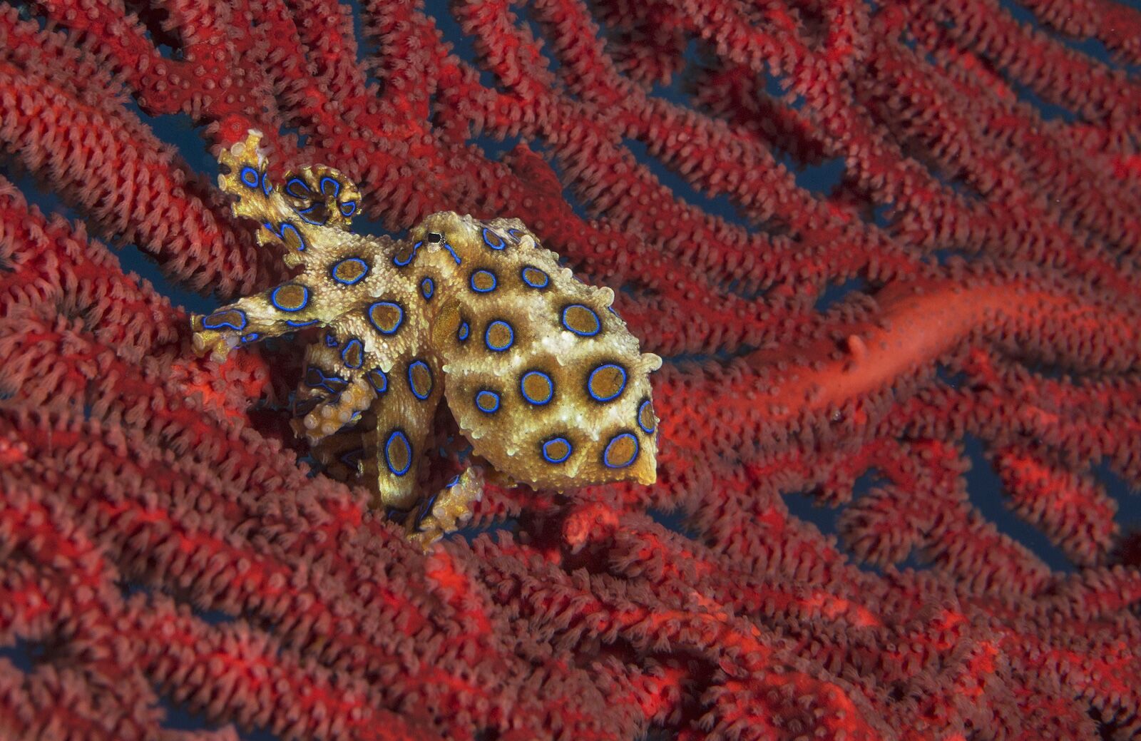 Blue-ringed octopus on rubble with rings partially visible