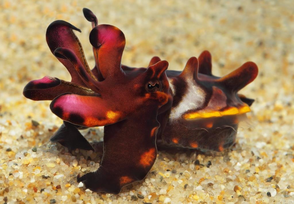 Flamboyant cuttlefish walking across dark volcanic sand mid-display
