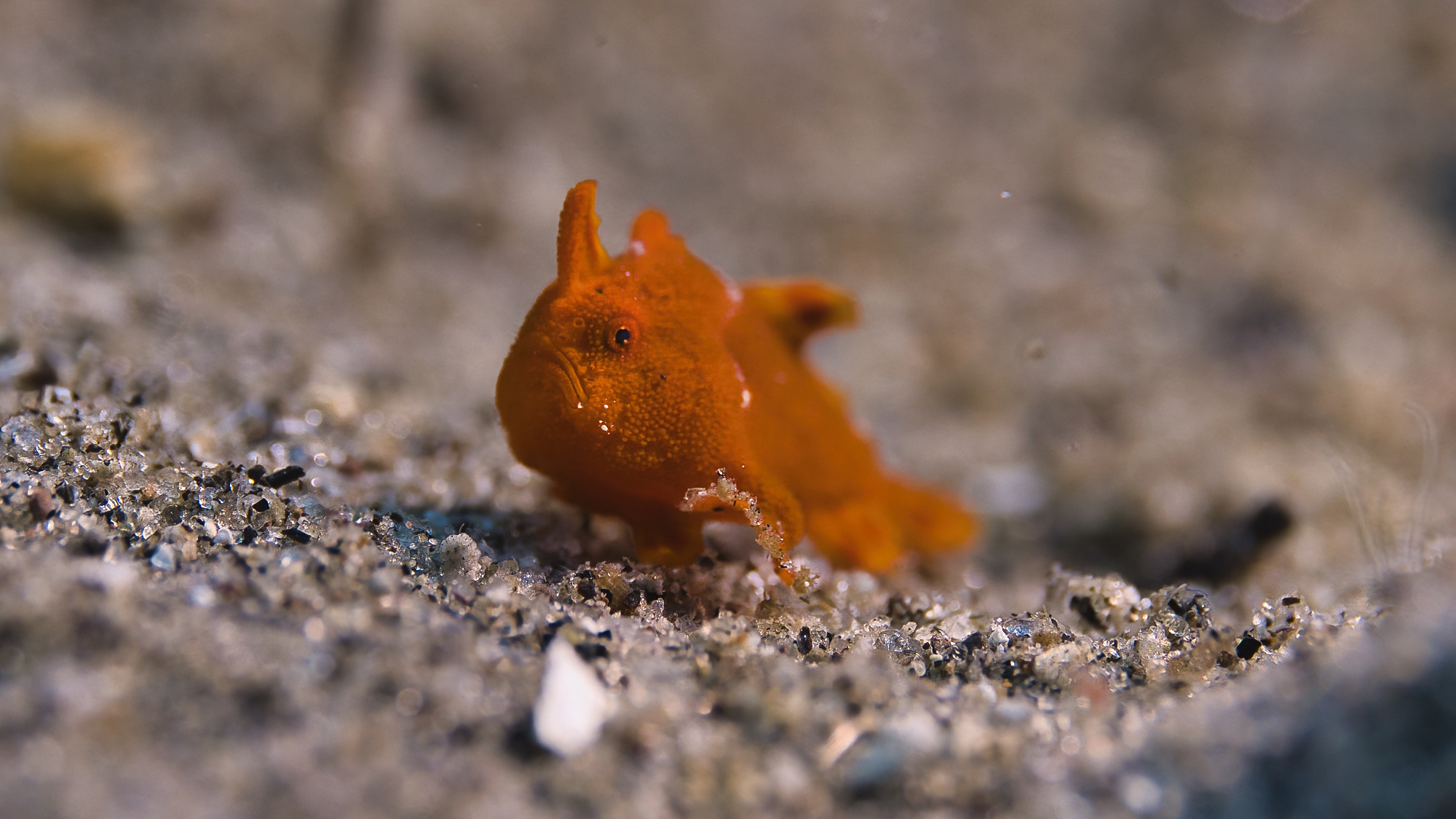 Painted frogfish camouflaged against an orange sponge
