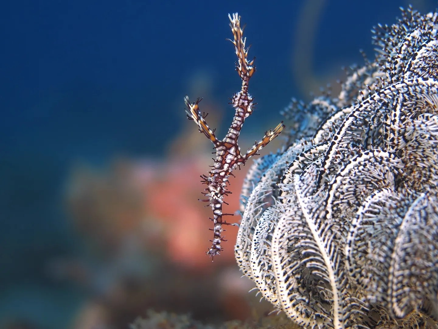 Ornate ghost pipefish pair hovering beside a crinoid