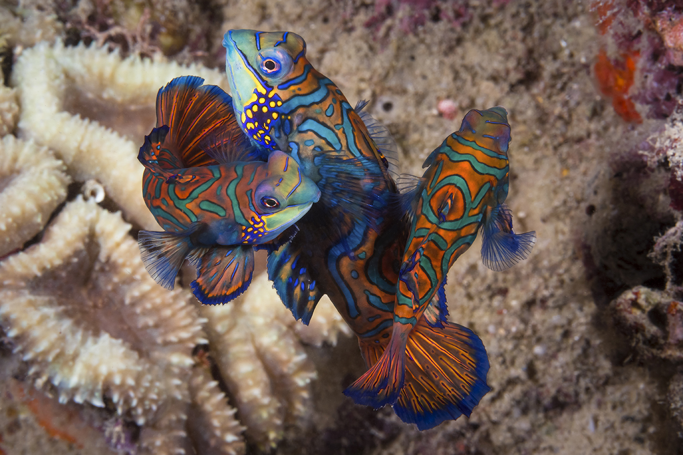 Mandarin fish pair rising above coral rubble at dusk