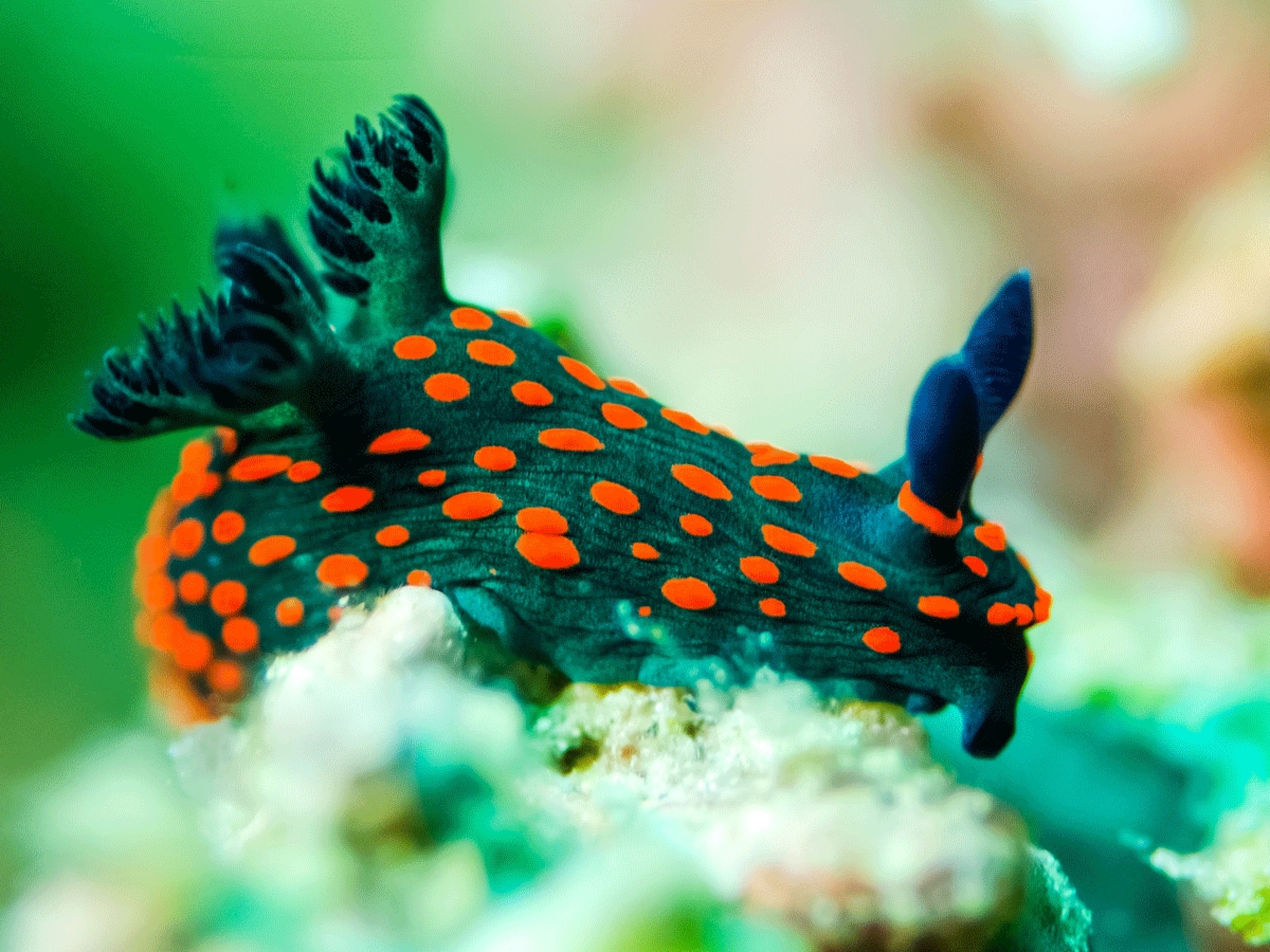 Brightly coloured chromodorid nudibranch on sponge