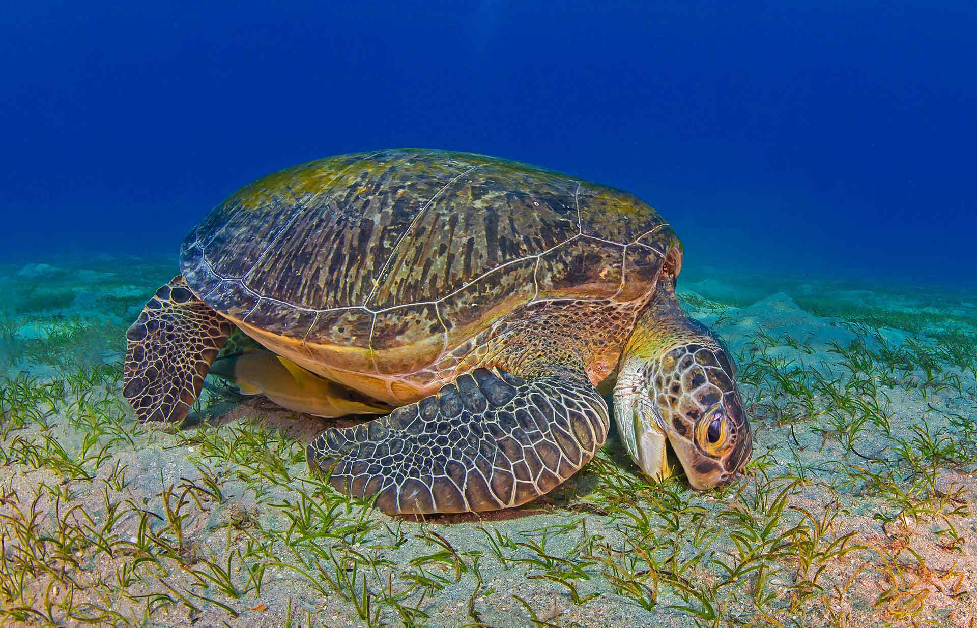 Green turtle grazing seagrass in shallow sunlit water